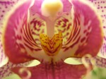 Staring down the throat of an orchid