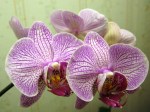 Orchids