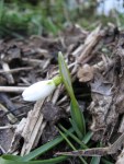 snowdrop_090217 Snowdrop