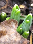 snowdrops_090208 First shoots of snowdrops