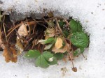 strawberries_090211 Alpine strawberries happy in snow