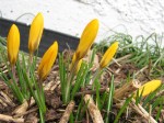 Yellow crocus crayons