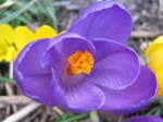 Bee's eye view of a crocus