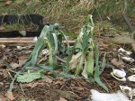 leeks_090308 Leeks at the end of winter