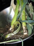 leeks_090311 Leeks fresh pulled from the earth