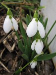 A few of many snowdrops