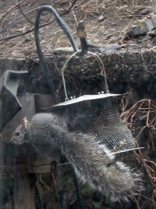 Squirrel hanging from hanging feeder