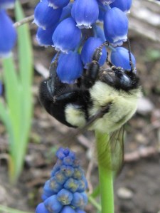Bumblebee on grape hyacinth