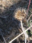 Coneflower seed head