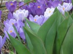 Purple crocus behind tulip leaves