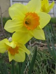 Yellow and orange daffodils