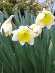 Daffodils