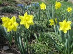 Bright yellow daffodils