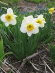 Yellow and white daffodils