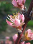Peach blossoms
