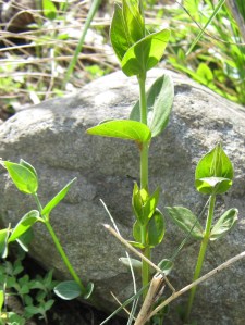Black swallow-wort shoots
