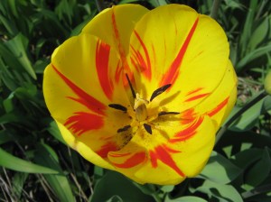 Look into the flaming heart of a tulip.