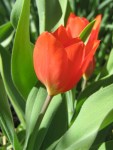 Tulipa Prastans "Fusilier"