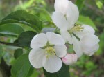 Crabapple blossoms