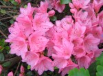 Flowering body of azalea