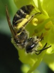 bee_collards_090519 Miner bee on collard flower