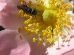 Tiny bee in rose blossom