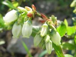 Blueberry blossoms