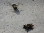 Carpenter bees in luv?
