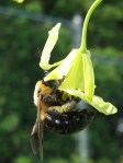 carpenter_collards_090513 Carpenter bee hanging from a collard flower