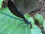 Ebony Jewel Wing