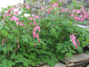 Bleeding Heart that survived a move