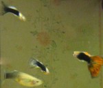 Sue and sons and Mom?