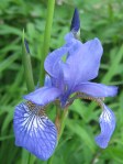 iris_090530 Siberian iris