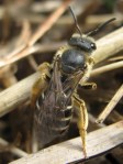 Halictus rubicundus