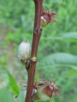 Peaches setting fruits