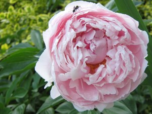 Pink Peony with obligatory ant