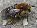 Early Miner Bee