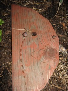 Snails doing the locomotion
