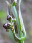 What passes for a swallow-wort flower