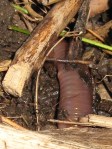 Worm poking through the leaves