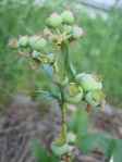 Blueberries to be