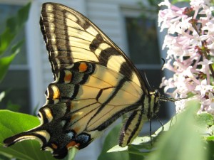 Tiger Swallowtail