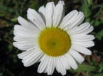 Ox-eye Daisy