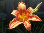 Daylily yearning for summer