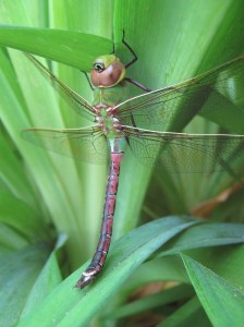 Green Darner