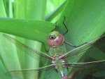 Bulls-eye mark on Green Darner's head