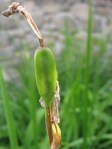 Iris pod
