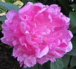Weary peony