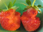 Strawberries that the snails got first