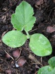 volunteer_squash_090609 Volunteer squash seedling